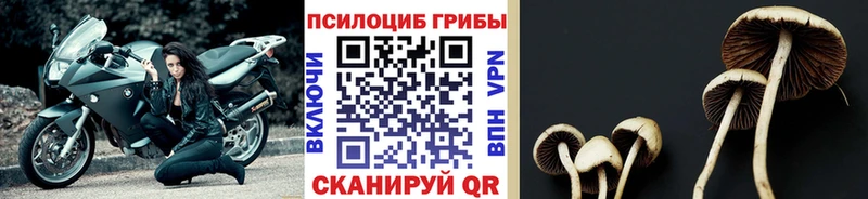 Галлюциногенные грибы мицелий  hydra зеркало  Любим 